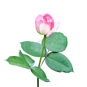 白色背景上孤立的美丽甜美粉红色玫瑰花蕾花