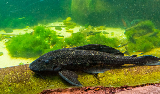 张嘴的摄影照片_吸嘴鲶鱼的特写，水族馆流行的斑点鱼，来自美国的热带鱼