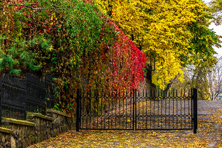 雨后的秋季城市景观，树木和路灯泛黄