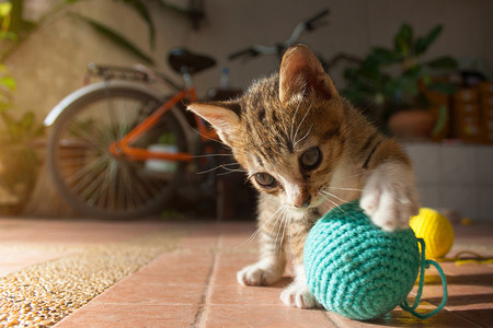 1 个月大的泰国小猫玩蓝色毛线球