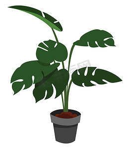 家庭植物树，插图，白色背景上的矢量