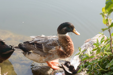 成群的鸭鸟水海鸟（鹅天鹅或鸭科水禽涉水滨鸟科统称）站在水边湿地湖水面上。