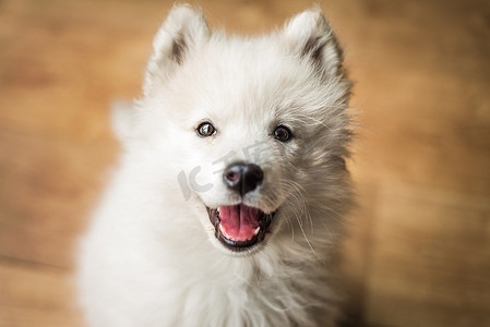 室内可爱、年轻、嬉戏的萨摩耶小狗用快乐的表情和微笑抬头看着镜头