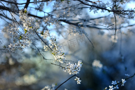 梅花开摄影照片_早春梅花开