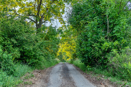 农村风景摄影照片_通往农村森林的道路