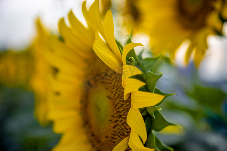 向日葵圆大黄花温暖背景反射光来自太阳的希望能量和生活热情概念