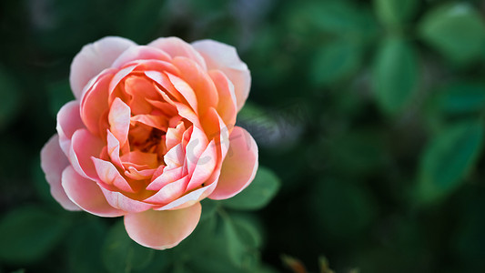 黄昏时分，在得克萨斯州的一个花园里，有选择地聚焦柔软、精致的桃花