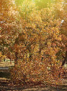 秋天的城市公园，树上的叶子在阳光下变黄