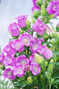摇铃铛摄影照片_紫色的风铃花。