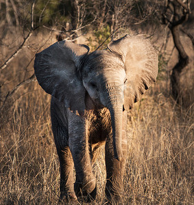 南非巴卢莱野生动物图片