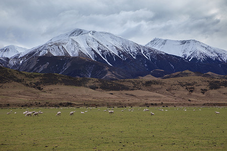 新西兰农村农场的美利奴羊