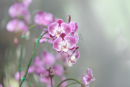 花园里的紫色兰花