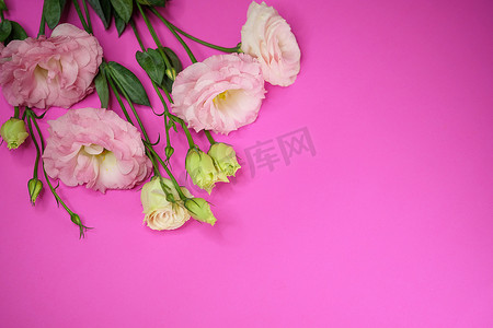 粉色洋桔梗花