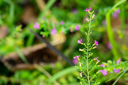 小花装饰摄影照片_散景花园背景中的紫色小花、特写和宏观拍摄、选择性聚焦、抽象图形设计