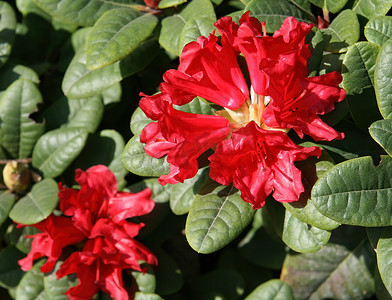 杜鹃花是一种浓密的吸管灌木或小乔木，原产于南欧和亚洲西南部。