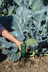 湿度传感器摄影照片_农艺测量西兰花种植园的土壤。