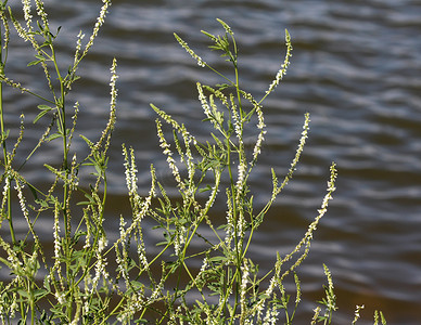 亦摄影照片_Melilotus albus，亦称蜂蜜三叶草、Bokhara三叶草(澳大利亚)、甜三叶草或者白色melilot，在夏季开花