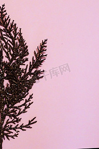 粉红色背景上的棕色镀金树枝，用于圣诞节空白