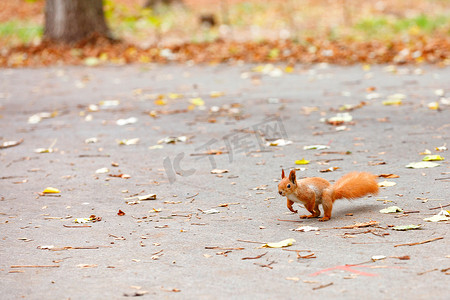 大尾巴松鼠摄影照片_一只长着毛茸茸的华丽尾巴的橙色松鼠正准备跳起来大快朵颐。