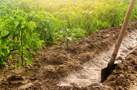 用铲子种植辣椒和灌溉渠道。