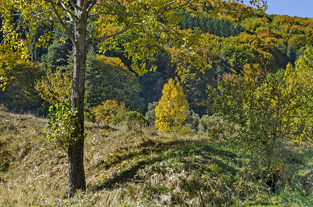秋黄摄影照片_维托沙山黄秋树近景、针叶林和落叶林的色彩缤纷的秋景
