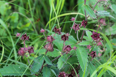 Comarum palustre 花，被称为紫色沼泽花、沼泽五叶草和沼泽五叶草