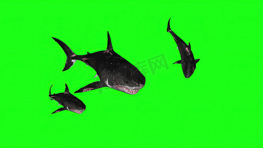 蓝色大屏背景摄影照片_3d 插图-绿色背景上的鲨鱼