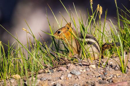 火山口湖国家公园的金披地松鼠