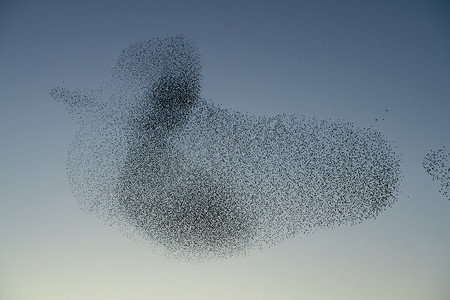 美丽的大群八哥 (Sturnus vulgaris)