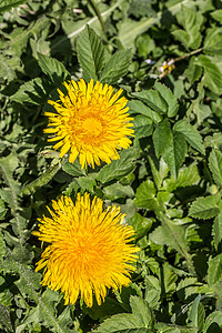 蒲公英竖版摄影照片_夏季草地上的黄色蒲公英花