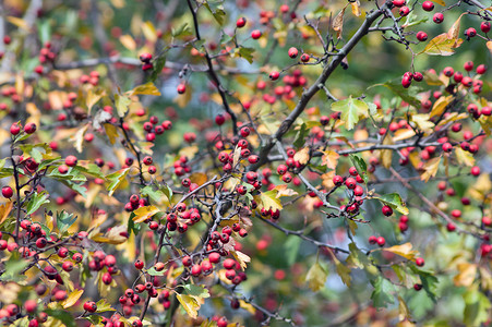 山楂 (Crataegus laevigata) 的果实