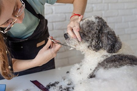 毛发干枯摄影照片_微笑的女人在沙龙里给比熊犬梳理毛发