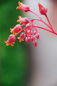 多肉开花摄影照片_多肉花植物盆栽阳台红色开花
