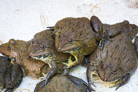 泰国青蛙农场的一些青蛙