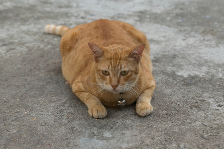 猫咪美摄影照片_泰国可爱猫咪