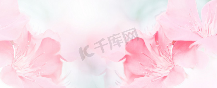 标题背景摄影照片_粉红美丽的春花绽放分支背景，带有贺卡或环境封面页、模板、网页横幅和标题的免费复制空间。