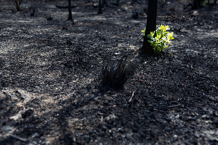 森林大火后，一棵烧焦的树冒出了新的叶子。The r