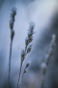 被雪覆盖的植物摄影照片_寒冷的冬日，被雪覆盖的干燥植物