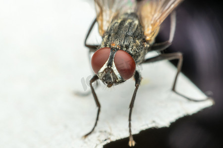 苍蝇昆虫摄影照片_苍蝇或苍蝇昆虫的宏观