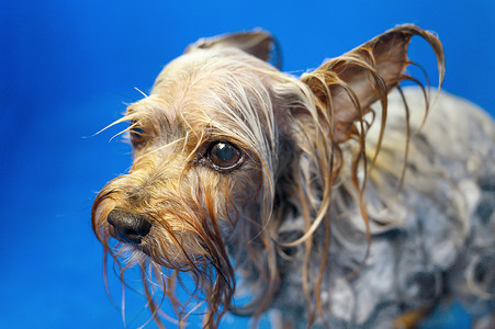 约克夏犬不高兴洗澡想要出去，有趣，悲伤的表情。