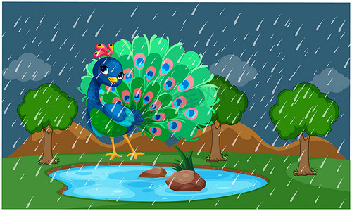 孔雀在雨中在公园里跳舞