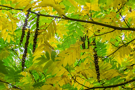 秋季高加索翼果树上挂着柔荑花，美丽的金绿叶，季节性自然背景