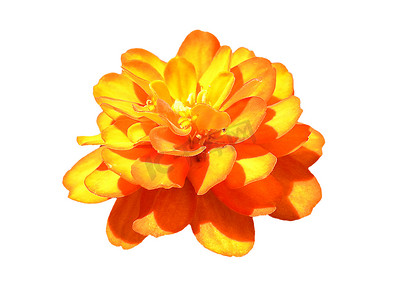 孤立的橙色花。
