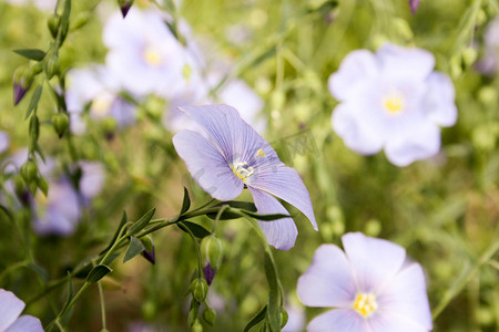 彩绘花卉摄影照片_花紫色。