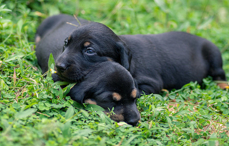 睡觉海报摄影照片_草地上美丽的腊肠犬小狗品种，兄弟姐妹的爱，总是在一起，随时随地睡觉