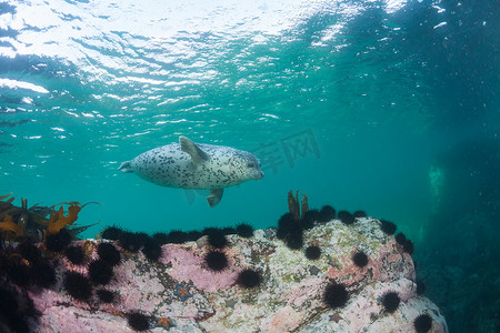 Phoca lagha（大海豹、斑点海豹）水下图片