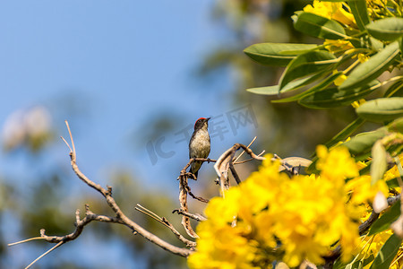 花鸟摄影照片_树上的鸟（红背啄花鸟）
