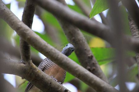 栖息在树枝上的野鸽看着相机看起来很有趣
