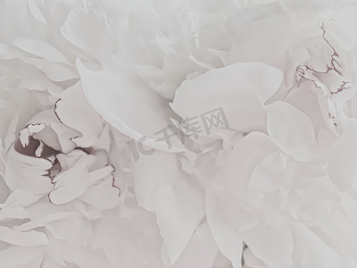 品牌摄影照片_白牡丹花作为假日品牌的抽象花卉背景