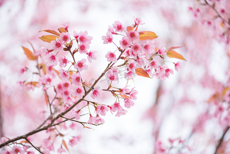 粉红色花朵的美丽分支野生喜马拉雅樱桃花 (Pr